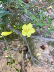 Aureolaria flava