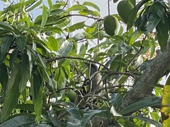 Phaenicophaeus tristis