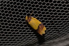 Heterallactis euchrysa