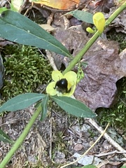 Aureolaria flava