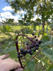 Sambucus nigra