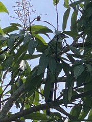 Phaenicophaeus tristis