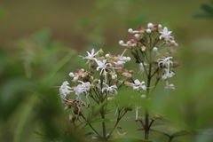 Clerodendrum infortunatum