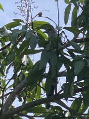 Phaenicophaeus tristis