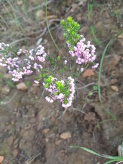Erica mauritanica