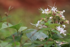Clerodendrum infortunatum