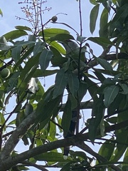 Phaenicophaeus tristis