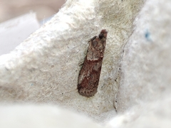 Acrobasis bithynella