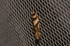 Macrobathra desmotoma