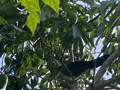 Phaenicophaeus tristis