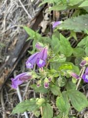 Nothochelone nemorosa