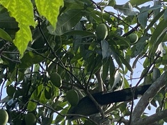 Phaenicophaeus tristis