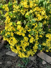 Osteospermum moniliferum