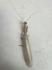 Orthoderella
