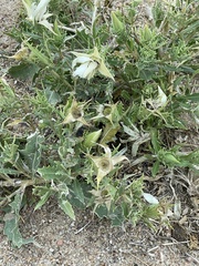 Mentzelia decapetala