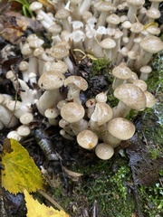 Armillaria borealis