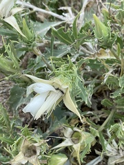 Mentzelia decapetala