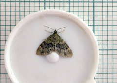 Acasis viretata