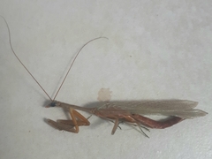 Orthoderella
