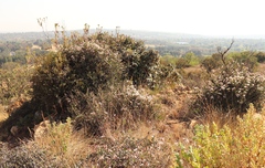 Ancylobothrys capensis