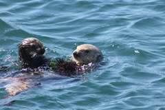 Mesocentrotus franciscanus