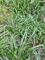 Amaryllis belladonna