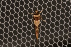 Macrobathra desmotoma