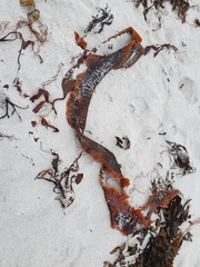 Saccharina latissima