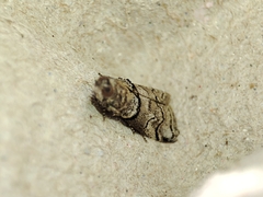 Acrobasis romanella