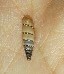 Papillifera papillaris