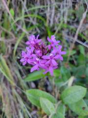Epidendrum secundum