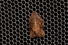 Meritastis ursina