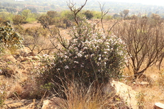 Ancylobothrys capensis