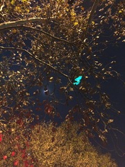 Platanus