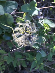 Clematis texensis