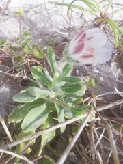 Dimorphotheca pluvialis