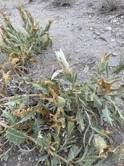 Mentzelia decapetala