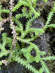 Selaginella douglasii