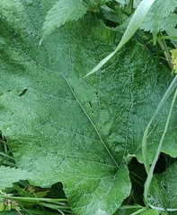 Cicerbita macrophylla