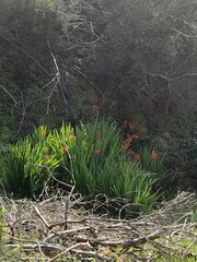 Chasmanthe aethiopica