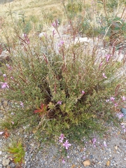 Chamaenerion colchicum