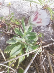 Dimorphotheca pluvialis