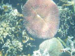 Fungia fungites