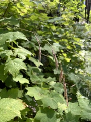 Bromus vulgaris