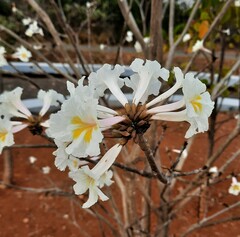 Tabebuia roseoalba