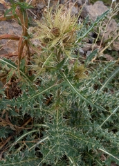 Cirsium obvallatum