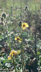 Verbascum blattaria