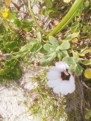 Dimorphotheca pluvialis