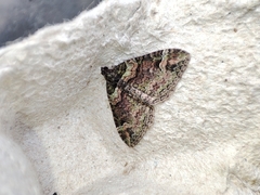 Catarhoe basochesiata