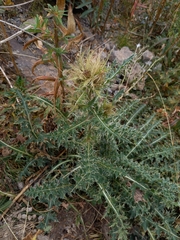 Cirsium obvallatum